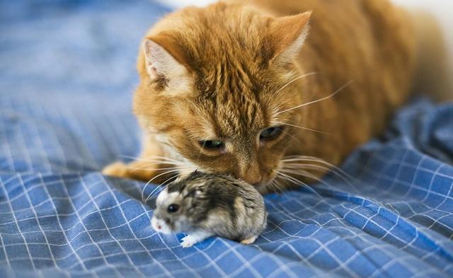 主人出门前忘记关笼子,回家一看,猫咪正和仓鼠玩呢!