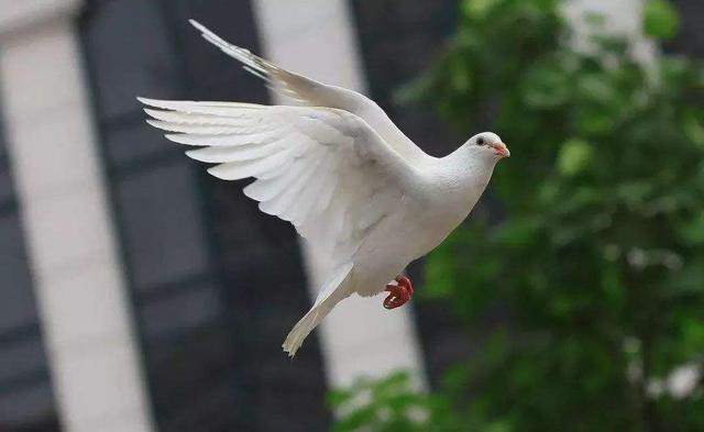 鸽子为什么能远距离送信靠地球磁场辨别方向不只这么简单