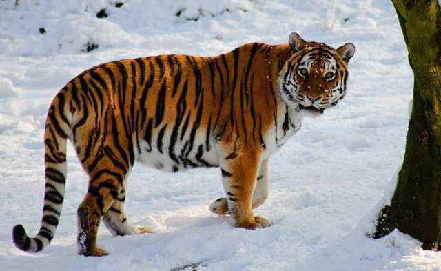 野生东北虎闯入农家咬死看门黄狗,雪地留下梅花大脚印