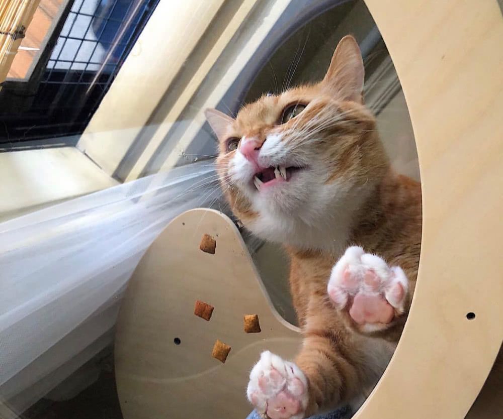 橘猫在玩耍时突然传来一声惨烈的叫声走进一看笑喷成精了