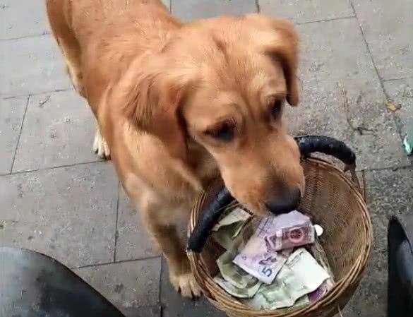 金毛犬叼着篮子沿街乞讨,见人就要钱 路人:不给都不好意思!
