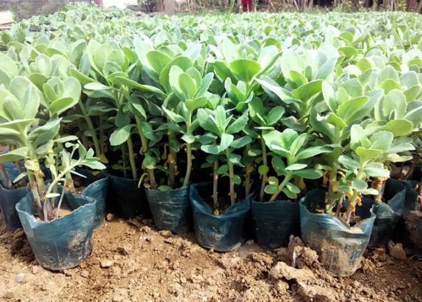 吉祥的多肉植物,可祛风利湿,活血散瘀——八宝景天的栽培技术