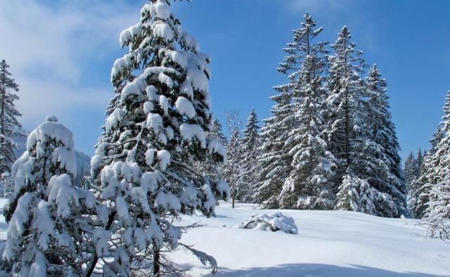 白色的雪非常柔软,地面上有大量的松树