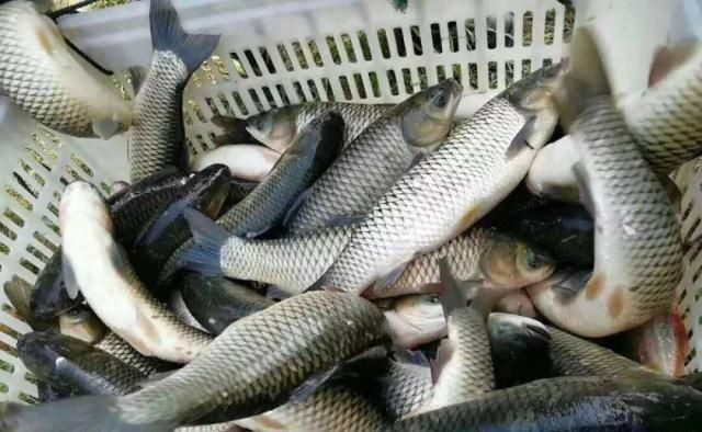 草鱼最喜欢吃的食物是哪些？|草鱼|块茎|鲜嫩_新浪新闻