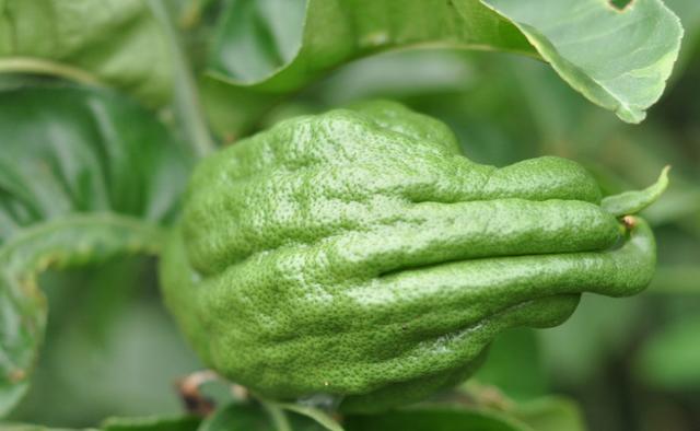 人称"千金瓜",其实是蔬菜,一棵树够吃一年,产量高价格不低!