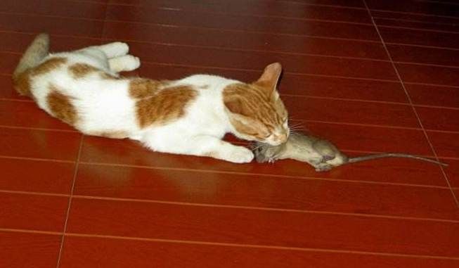 居然会看监控抓老鼠,主人看呆了,老鼠还一脸懵|猫咪|监控|主人_新浪