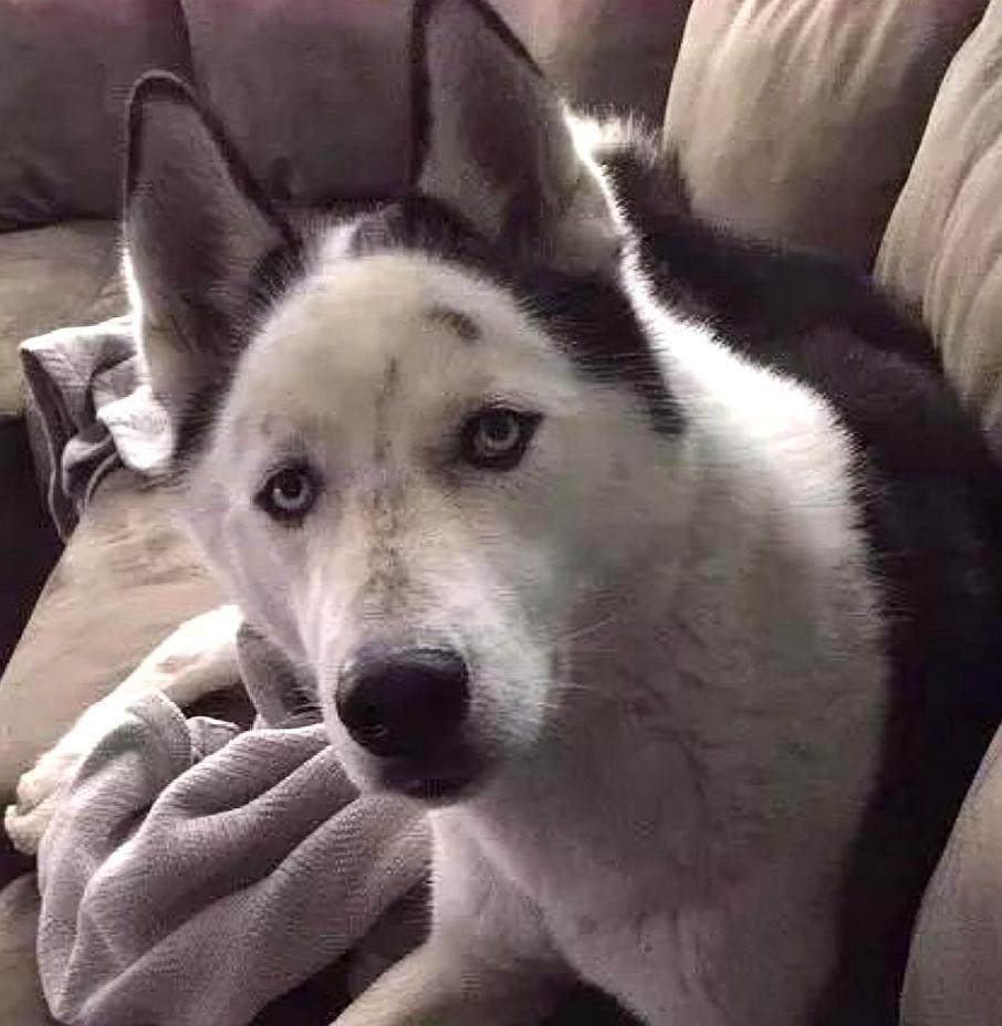 丑萌二哈:飘了飘了,我小时候不长这样,一不小心长过头了