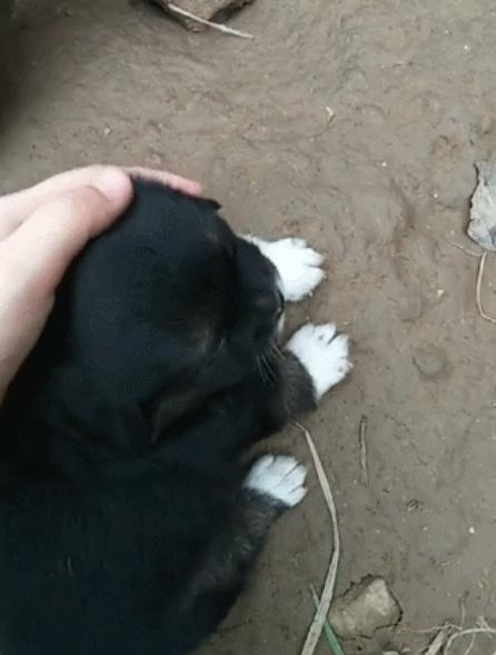 捡了只白蹄子小黑狗,邻居劝我赶快扔掉,说这狗不吉利!