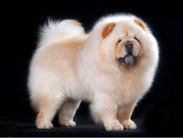 松狮犬怎么看纯不纯,如何挑选纯种松狮幼犬