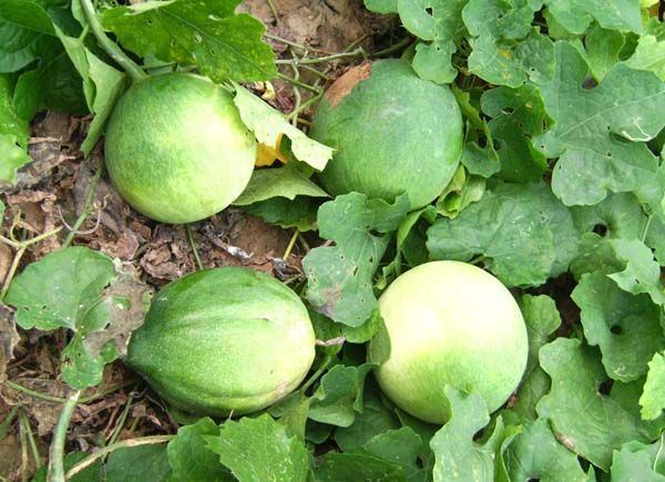 农村这种野生货老农称药瓜根能卖30一斤干果20一斤