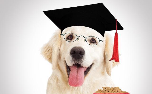 这样做能让你的狗狗更聪明尤其第二点帮狗狗开智