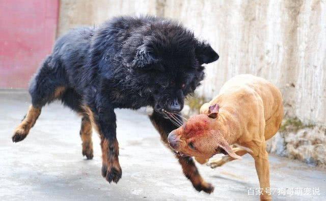 比特犬大战藏獒,结局让人心酸,主人却扬言:今晚吃狗肉