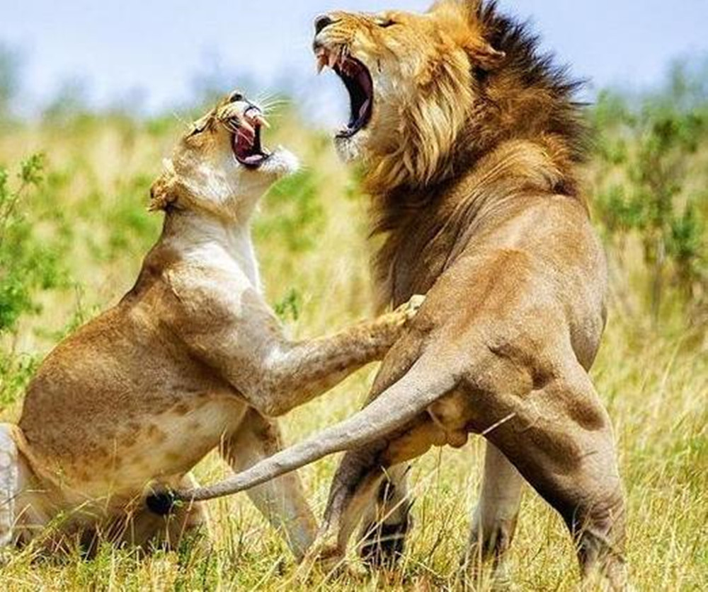 狮子家熊孩子又打架了,母狮气不打一处来,转身对它怒吼
