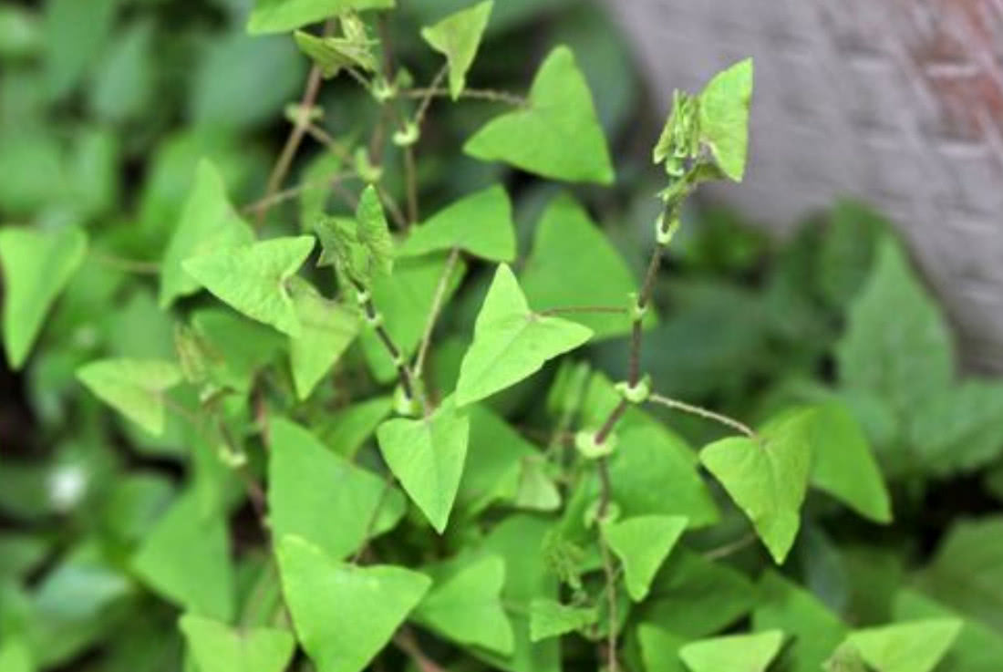 农村这种"老虎刺",如今珍贵而稀少,具有清热解毒的作用