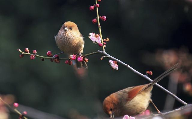意图明显,主体无疑,而新浪则是虚化切背身的,为陪体