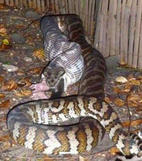 大蟒蛇猎食最凶猛: 盘点各类巨蟒吞食过的活物