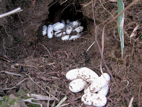 平时是靠着捕蛇卖蛇为生的,一次在山里捕蛇的时候,突然发现一窝蛇蛋
