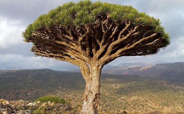 还有世界上最古老的龙血树,高度甚至可以达到20多米,在远处就能够轻易