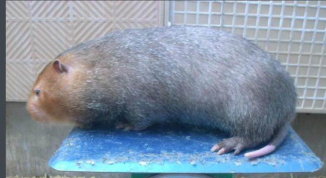 野生竹鼠是国家珍稀保护动物,是不能吃的,吃了后果大家也知道,如今