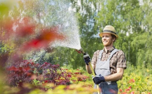 这3种植物你会浇水吗?正确的浇水方法你要学会,叶绿根旺好养活