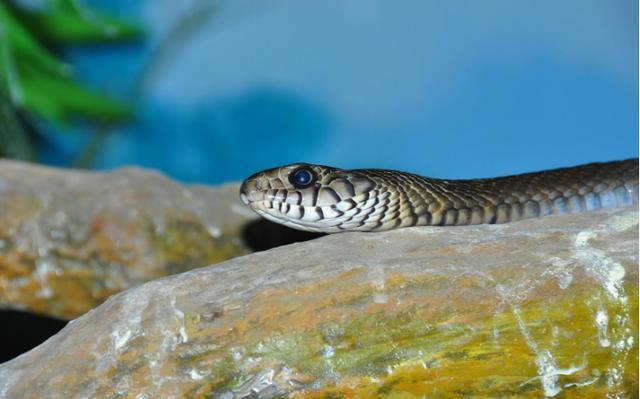 在广东每天被吃掉一吨,很多人用它泡药酒,有时甚至供不应求|滑鼠蛇