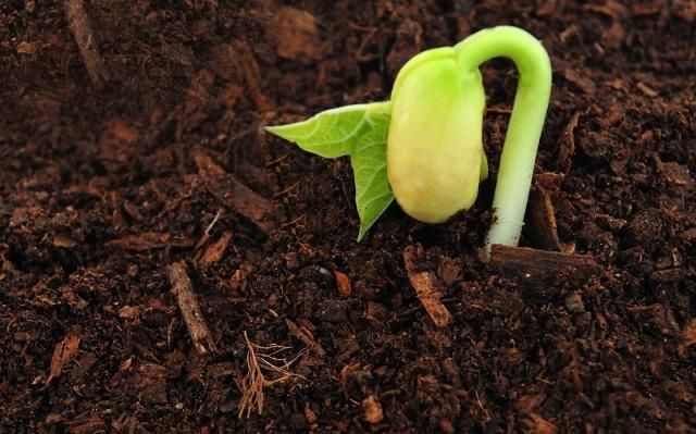 出芽率高是不是就说明种子好?可能和你想的不大一样