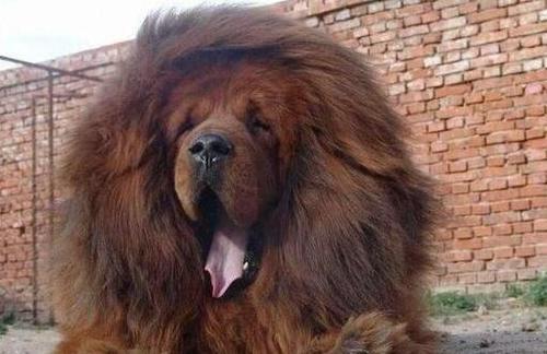 猛犬战斗力排名,世界十大猛犬排行榜|土耳其|猛犬|獒犬_新浪新闻