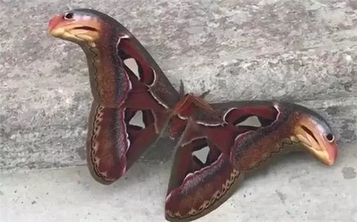 女子发现石壁靠着一条蝴蝶蛇准备抓来玩靠近后头麻了