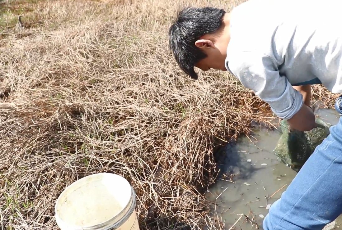 放了一个晚上捕捉黄鳝的地笼看看有多少收获市场上卖的不便宜