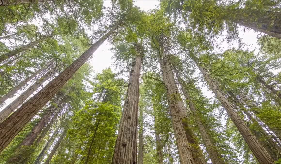 为什么中国很多地方不让种植|桉树|杏仁|抽水机_新浪新闻