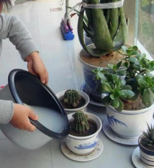 冬季养花,切忌"3种水"浇花,不然绿箩,吊兰也烂根,别忽视!