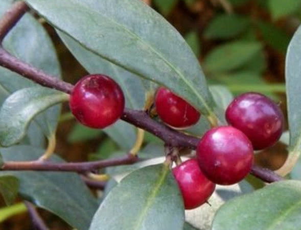 山上才有的一种野果子,农村小孩当零食吃,城里却几乎无人识