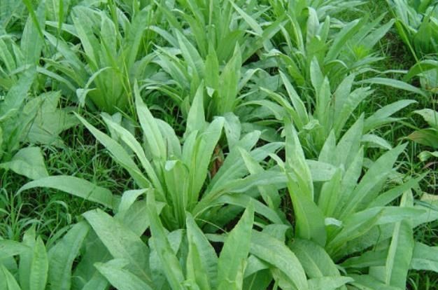 这种野菜味道极苦,农民看见就摘走,城里人想吃买不到|苦麻菜|极苦