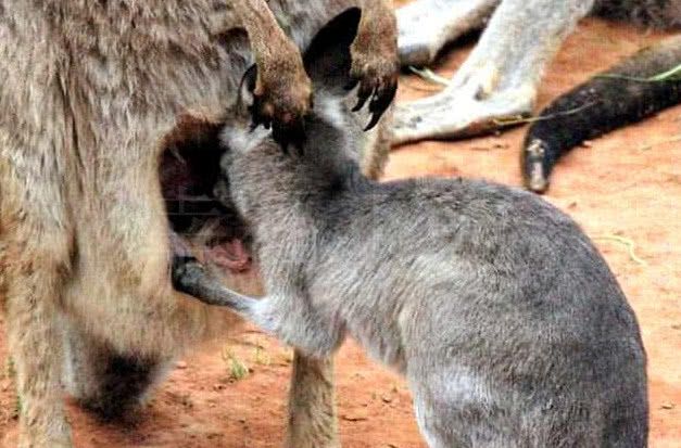 饲养员好奇打开了袋鼠的"兜",刚看了一眼,头皮就发麻了!