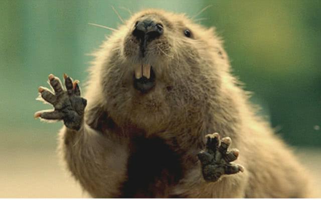土拨鼠凭什么凭借一张表情包就跻身宠物行列?原因出人意料