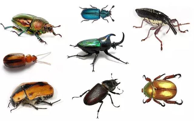 气候变化或能影响雄性动物生殖能力,严重的可导致物种灭绝|甲虫|雄性