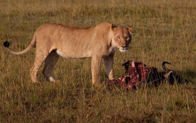小野牛被2只狮子残忍捕食, 野牛妈妈亲眼目睹孩子被母狮活剥!