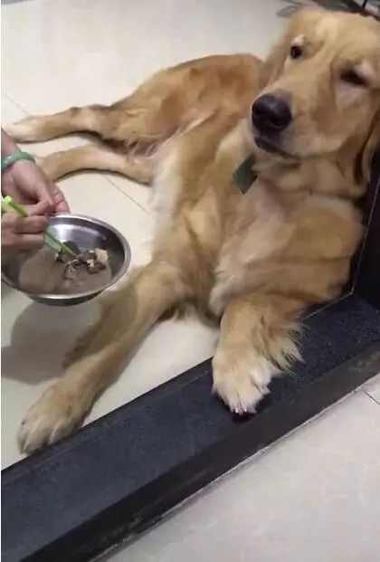 金毛耍脾气绝食,主人无奈用小勺一口一口哄着吃,真是个祖宗!