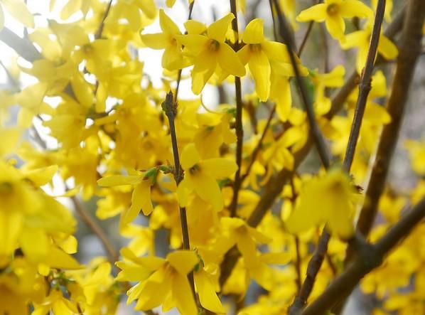 只窜新叶不开花,迎春花怎么了?我们该怎么做,才能赶上春天赏花