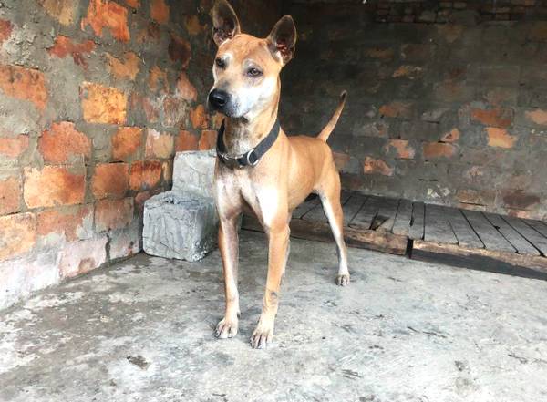 中华名猎箭毛犬,纯种价值上万元,实属珍稀本土犬!