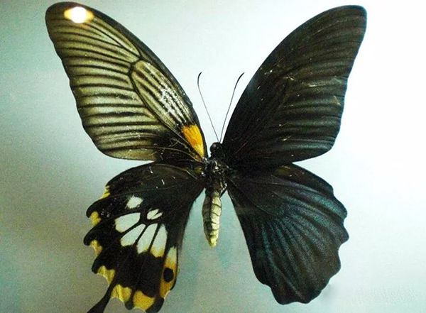 在自然界中,很多动物身体都是对称的,不对称的动物有哪些?