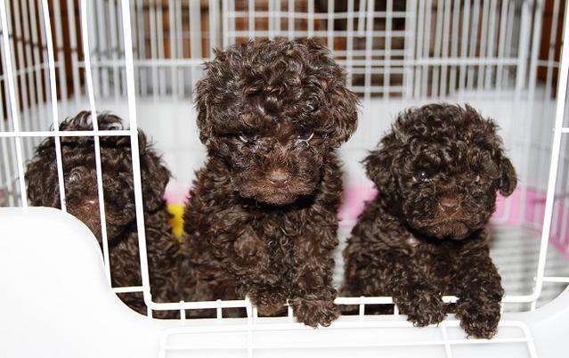 泰迪有七种颜色,六种纯色,一种杂色