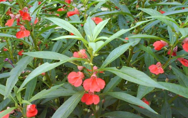 路边的"指甲花",竟然能治疗灰指甲,还能染头发?