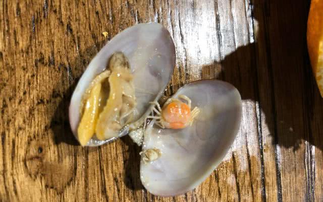 常被豆蟹寄生的不仅有生蚝,还有贻贝,蛤蜊等,你在吃这些带壳海鲜时,可