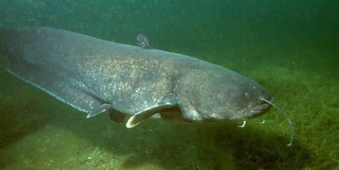 曾被当做是"湖怪",深度好文