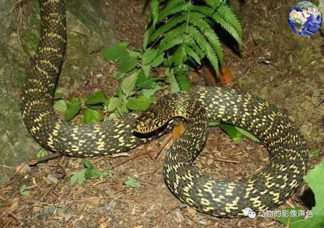 体大肉多这种常被拿来吃的菜花蛇其实非常凶猛