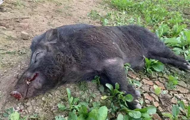 江门一野猪"越狱"出逃,公安特警"围剿"!