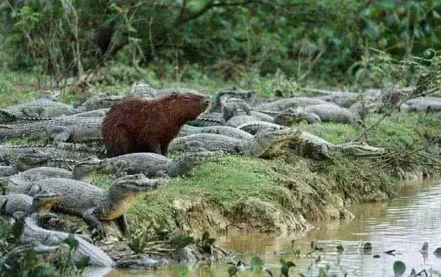你听过水豚吗它的朋友遍布动物圈凭借好脾气连鳄鱼都是朋友