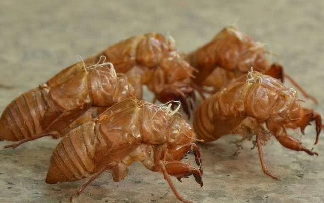 儿子多年鼻炎被不起眼的蝉蜕治好了简单有效