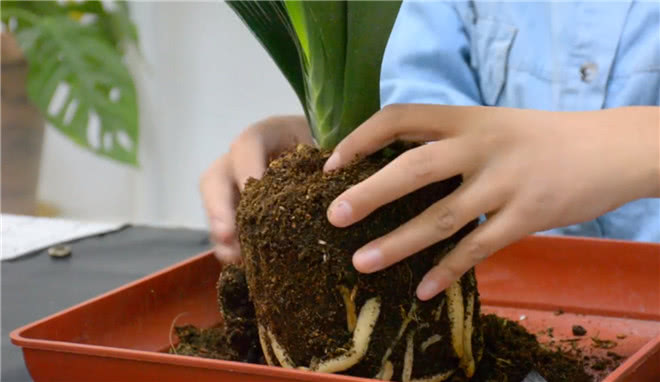 君子兰换盆的时候这样做,不仅叶子绿,而且开花多